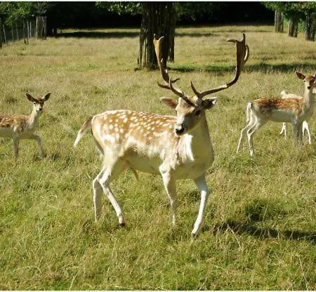 Ferienhaus Charmes De Velupont With Wellness Braives